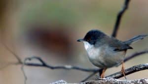 Curruca Cabecinegra (Sylvia melanocephala) en la naturaleza