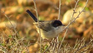 Una Curruca Cabecinegra (Sylvia melanocephala)