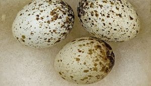 Huevos de la Curruca Cabecinegra (Sylvia melanocephala)