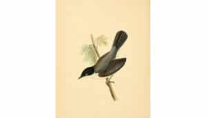 Gran dibujo de la Curruca Cabecinegra (Sylvia melanocephala)