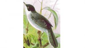 Ilustración Curruca Cabecinegra (Sylvia melanocephala)