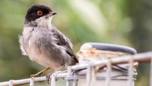 La Curruca Cabecinegra (Sylvia melanocephala)