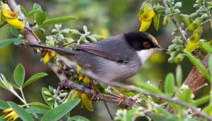 Una Curruca Cabecinegra (Sylvia melanocephala) entre las plantas
