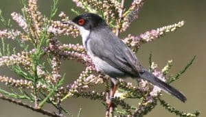 Curruca Cabecinegra (Sylvia melanocephala) en su ambiente natural