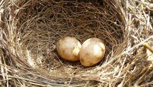 Dos huevos de la Curruca Capirotada (Sylvia atricapilla)