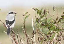 Alcaudón Norteño Alcaudón Norteño (Lanius excubitor)