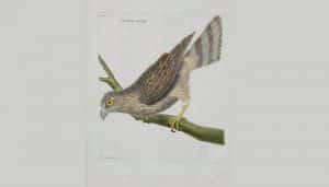 Bello dibujo del Azor Común​ (Accipiter gentilis)