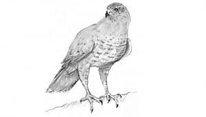 El dibujo de un Azor Común​ (Accipiter gentilis)