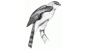 Excelente dibujo del Azor Común​ (Accipiter gentilis)