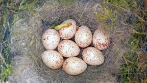 Huevos del Carbonero Común (Parus major)