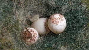 Nido y huevos del Carbonero Común (Parus major)