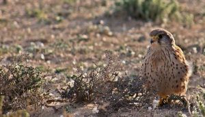 Un Cernícalo Vulgar (Falco tinnunculus) en la naturaleza