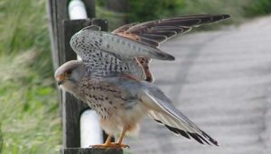 Un Cernícalo Vulgar (Falco tinnunculus) mostrando sus alas