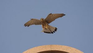 Cernícalo Vulgar (Falco tinnunculus) volando