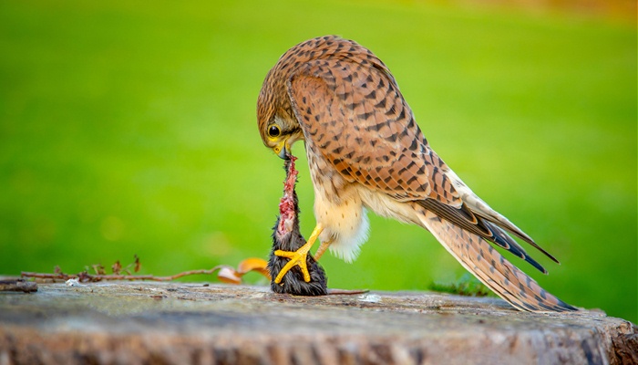 Cernícalo Vulgar (Falco tinnunculus) alimentándose