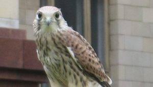 Un Cernícalo Vulgar (Falco tinnunculus)