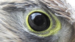 El ojo del Cernícalo Vulgar (Falco tinnunculus)