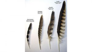 Las plumas primarias del Cernícalo Vulgar (Falco tinnunculus)