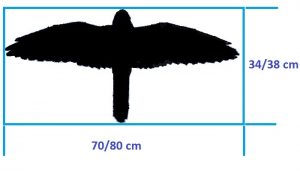 Tamaño del Cernícalo Vulgar (Falco tinnunculus)