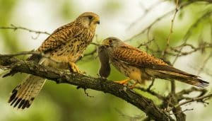 Una pareja de Cernícalos Vulgares (Falco tinnunculus) en una rama