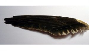 Plumas del Cernícalo Vulgar (Falco tinnunculus)