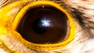 Ojo del Cernícalo Vulgar (Falco tinnunculus)