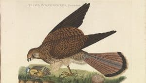 El Cernícalo Falco tinnunculus en dibujo