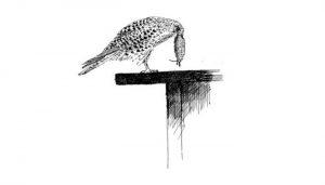 Cernícalo Vulgar (Falco tinnunculus) en dibujo