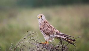 Cernícalo Vulgar (Falco tinnunculus) en su medio natural