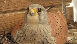 Cernícalo Vulgar (Falco tinnunculus) en su nido