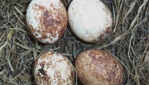 Nido y huevos del Cernícalo Vulgar (Falco tinnunculus)