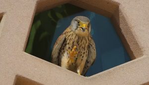 Cernícalo Vulgar (Falco tinnunculus) en una ventana