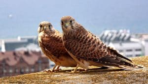 Pareja de Cernícalos Vulgares (Falco tinnunculus)