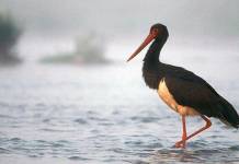 Cigüeña Negra Cigüeña Negra (Ciconia nigra)