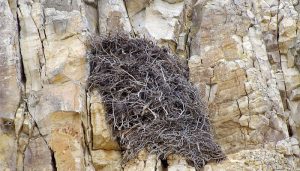 El nido del Águila Caudal (Aquila chrysaetos)