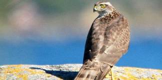 Gavilán Común Ejemplar de la especie Accipiter nisus