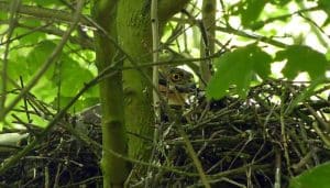 El nido de un Gavilán Común (Accipiter nisus)