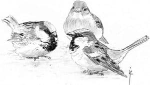 Dibujo de tres Gorriones Comunes (Passer domesticus)