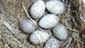Huevos del Gorrión Común (Passer domesticus)
