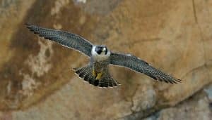 Halcón Falco peregrinus volando
