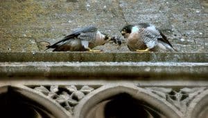 Dos Halcones Peregrino (Falco peregrinus) en la ciudad