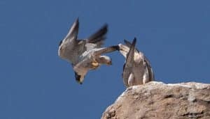 Dos Halcones Peregrino (Falco peregrinus)
