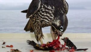 El Halcón Peregrino (Falco peregrinus) comiendo