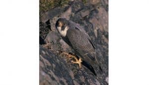 El gran ejemplar de Halcón Peregrino (Falco peregrinus)