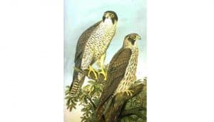 Dibujo de dos Halcones Peregrino (Falco peregrinus)