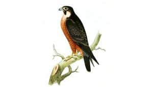 Dibujo del Halcón Peregrino (Falco peregrinus)