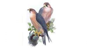 Dos Halcones Peregrino (Falco peregrinus) en dibujo