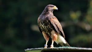 Halcón Peregrino (Falco peregrinus)