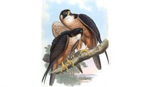 Ilustración de dos Halcones Peregrino (Falco peregrinus)