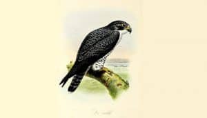 Halcón Peregrino (Falco peregrinus) en dibujo
